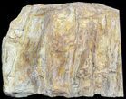 Devonian Petrified Wood From Oklahoma - Oldest True Wood #50165-2